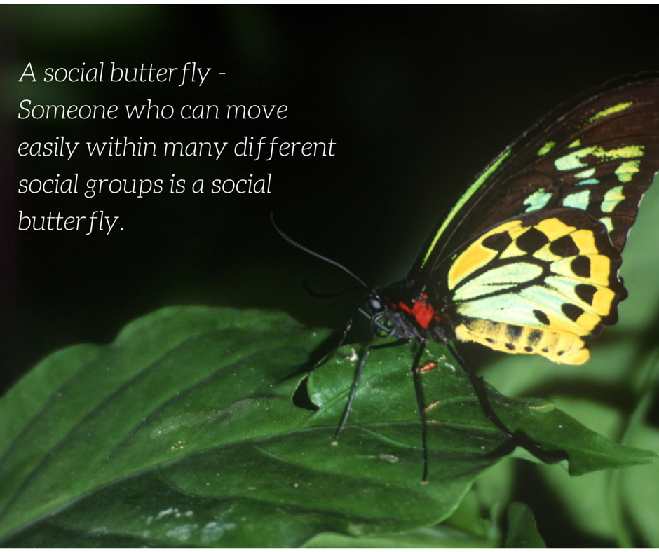 Social butterfly -Someone who can move